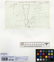 Image result for Jasminum bakeri