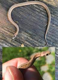 Brown Baby Snake With Spots And Vertical Lighter Top Stripe Nw Vermont Usa Whatsthissnake Baby Snakes Brown Babies Snake