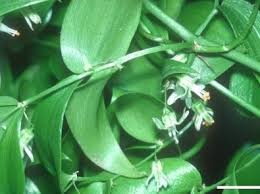 Image result for Asparagus asparagoides