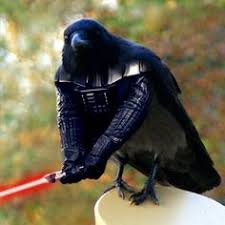 Raven Bird Photoshopped Animals Bird Photo Funny Birds