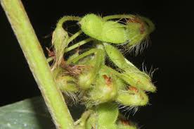 Image result for Grona barbata