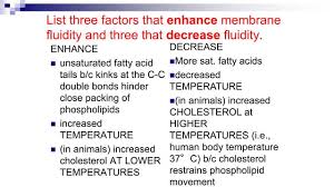Membrane Fluidity | Bioninja
