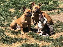 Meet tank, one of our amazing french bulldog puppies available for you. Pin On Dogs