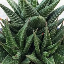Image result for Haworthia limifolia