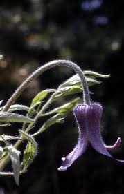 Image result for Clematis hirsuta