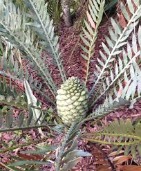Image result for Encephalartos chimanimaniensis