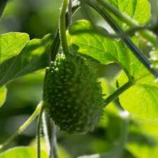 Image result for Cucumis engleri