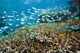 Pemandangan alam bawah laut sabang, aceh, indonesia aktifitas diving di sabang menikmati indah nya halo semuanya! 10 Potret Indah Surga Bawah Laut Di Pulau Jawa Bak Negeri Dongeng