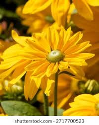 Image result for Grona hirta