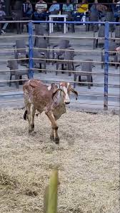 Torete Gyr Puro, 165 Kgs, Meteoro de Brasilia x Jaguar Te Do ...
