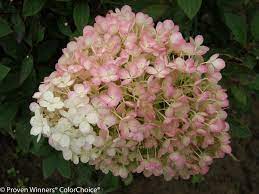 Pin On Trees And Shrubs