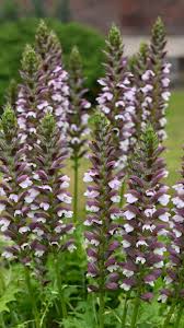 Image result for Acanthus