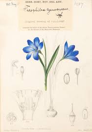 Image result for Tecophilaeaceae