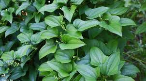 Image result for Polystachya hastata