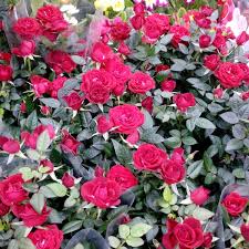 Dedeman opens new store in eastern bucharest romania insider. Dedeman Militari BucureÈ™ti BucureÈ™ti