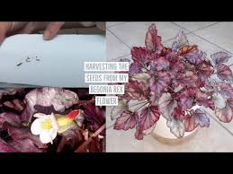 Harvest before the seed pod splits open, as begonia seeds are very fine and scatter easily. Part 3 Saving Storing My Begonia Rex Seeds Youtube