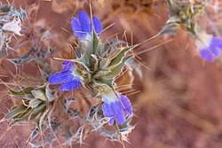 Image result for Blepharis dunensis