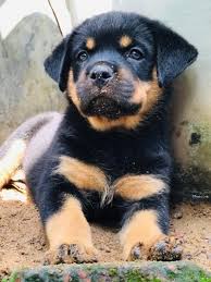 Rs 70,000 · rottweiler dog. Important Serbian Bloodline Rottweiler Puppies In Sri Lanka Siyaluma Lk