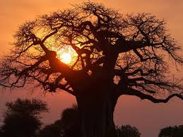 Lovebird Safaris Limited