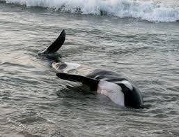 Orcas, also known as killer whales, love to feed in the waters of patagonia in argentina. Warum Stranden Killerwale Mensch Hat Haufig Mitschuld An Orca Walstrandungen Direkt Und Indirekt Scinexx De