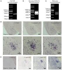 Frontiers A Pcr Based Method For Rna Probes And