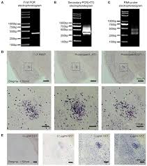 Frontiers A Pcr Based Method For Rna Probes And