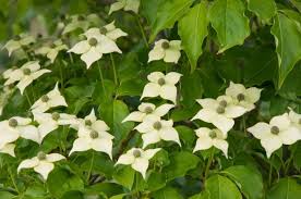 Check spelling or type a new query. Cornus Florida Flowering Dogwood Rhs Gardening