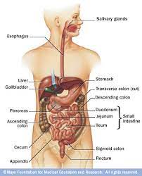 The Digestive System And Urinary Tracts Stomaatje Com