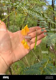 Image result for Sesbania rostrata