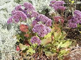 Statice Limonium Perezii Drought Tolerant Annuals Drought Tolerant Image