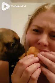 Cheeky Pug Steals Girl's Cheeseburger