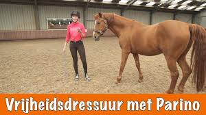 Vrijheidsdressuur Met Parino Winnaars Horse Event Paardenpraattv Paardrijden Paarden Dieren