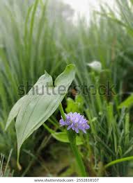 Image result for Monochoria