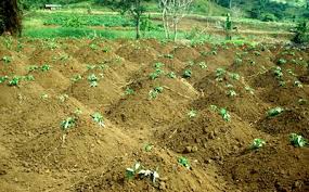 Learn how to grow sweet potatoes from slips, plus to cure sweet potatoes you want to lay them out in a well ventilated room with a temperature of about wow, what good info! How To Grow Sweet Potatoes In Uganda