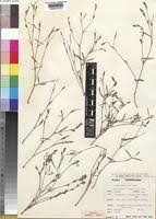 Image result for Zornia pratensis