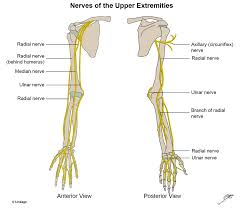 Upper Extremity Nerves Msk Medbullets Step 1