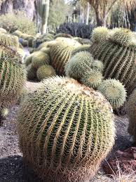 12 inches wide & 5 inches high & 8 inches deep plant height: Lg Golden Barrel Cactus Echinocactus Grusonii Urban Xeriscape