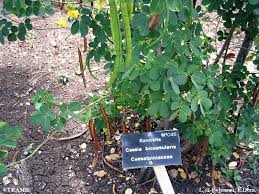 Image result for Senna bicapsularis