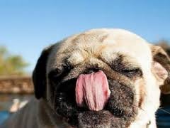 pug licking wallpaper 10 05 free