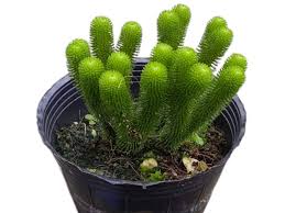 Image result for Huperzia bampsiana