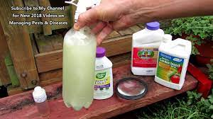 This organic pest control product helps repel unwanted bugs and kills common fungal problems in your garden. Managing Chewing Garden Insects With The Right Neem Oil Cabbage Loopers Recipes Alternatives Youtube