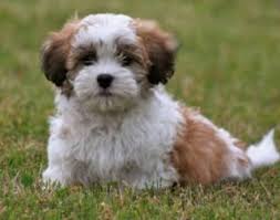 Check spelling or type a new query. Puppy World Nursing And Delivery Of Pets Home Facebook