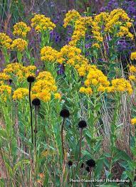 The Best Goldenrods For Your Garden Small Yellow Flowers Native Plants Perennials