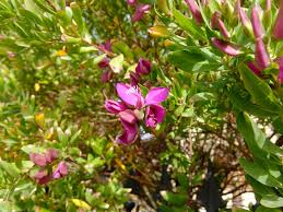 Image result for Polygala arenaria