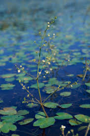 Image result for Caldesia parnassifolia