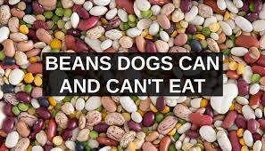 The same thing goes with this question. Can Dogs Eat Beans What To Know About Dogs And Beans