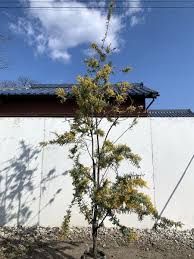 紫色の新芽 金色の花 ギンヨウアカシア プルプレア 樹高1 8m 根鉢含ま