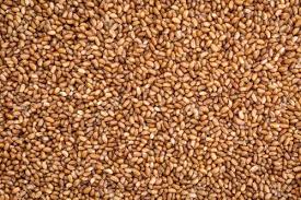 Image result for Eragrostis tef