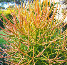 Image result for Senecio greenwayi