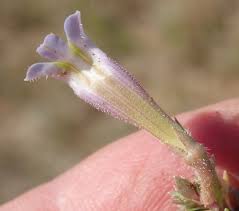Image result for Lobelia thermalis